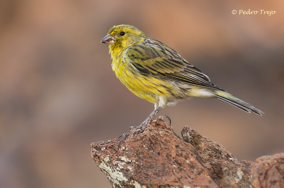 Canario (Serinus canaria)